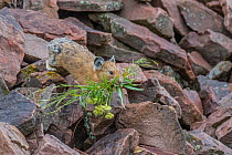 Pika, (Ochotona princeps), carrying vegetation to add to its hay pile, Bridger National Forest, Wyoming Mountain Range,  Wyoming, USA.  Due to the warming climate, pikas have had to move to higher, co...
