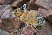 Pika (Ochotona princeps) sitting on a rock, Bridger National Forest,  Wyoming Mountain Range, Wyoming, USA. Due to the warming climate, pikas have had to move to higher, cooler elevations in order to...