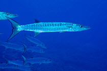 Blackfin barracuda / Chevron barracuda (Sphyraena genie) with shoal behind, these fish form large schools on the seaward side of the reef, Indo Pacific, Yap, Micronesia.