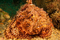 Spotted scorpionfish (Scorpaena plumieri) one of the largest and most common of the scorpionfishes in the Atlantic and Caribbean. Camouflaged against background on sea floor, off Singer Island, Atlant...