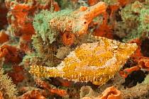 Slender filefish (Monacanthus tuckeri) camouflaged against the coral reef, off Singer Island, Atlantic Ocean, Florida, USA.