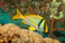 Porkfish (Anisotremus virginicus) native to the western Atlantic Ocean, in reef off Singer Island, Atlantic Ocean, Florida, USA.