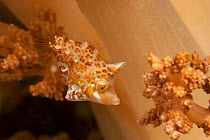 Minute / Dwarf filefish (Rudarius minutus) just over an inch long as an adult, Celebes Sea, Mabul Island, Malaysia.