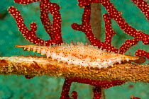 Depressed spindle cowrie (Hiatavolva depressa) inhabits sea whip coral (Alertigorgia sp), Celebes Sea, Mabul Island, Malaysia.