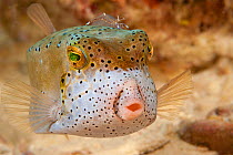 Yellow boxfish (Ostracion cubicus) with ghost shrimp (Palaemonetes sp.) resting on head, Celebes Sea, Sipidan Island, Malaysia.