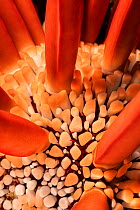 Slate pencil sea urchin (Heterocentrotus mammillatus) close up of shell and spines, Pacific Ocean, Hawaii, USA.