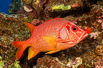 Longjaw squirrelfish (Sargocentron spiniferum) in front of reef, Pacific Ocean, Hawaii, USA.