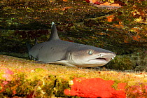 Whitetip reef shark (Triaenodon obesus) resting in rock crevice on reef, one of a few sharks that can remain motionless for short periods, Pacific Ocean, Hawaii, USA.