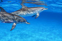 Atlantic spotted dolphin (Stenella frontalis) two, one dolphin with Remora (Remora sp.) attached to its side, Western Atlantic Ocean, Bahamas, Caribbean.