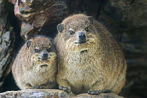 Rock hyrax / Cape hyrax (Procavia capensis) adult and juvenile huddled together in rock crevice, Hermanus, Western Cape, South Africa.