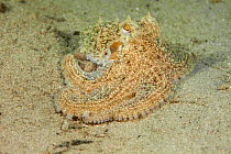 Atlantic long arm octopus (Octopus defilippi) blending into sand sea floor with tentacles curled in, off Singer Island, Atlantic Ocean, Florida, USA.