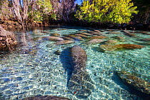 Florida manatees (Trichechus manatus latirostris) subspecies of the West Indian manatee, large group gather at Three Sisters Spring, Crystal River, Florida, USA.