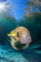 Florida manatee (Trichechus manatus latirostris) with Bluegill sunfish (Lepomis macrochirus) shoal, one fish eye to eye with manatee, Three Sisters Spring, Crystal River, Florida, USA.