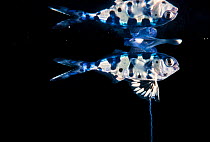 Man-of-war fish (Nomeus gronovi) juvenile reflected at sea surface, next to Portuguese man-of-war (Physalia utriculus / physalis) Pacific Ocean, Hawaii, USA.