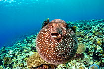 Guineafowl puffer fish (Arothron meleagris) inflated, displaying defensive behaviour over coral reef, Yap, Indo Pacific, Micronesia.