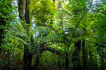 Black tree ferns (Sphaeropteris medullaris) young ferns in understorey, Maungatautari Ecological Island Reserve, Waikato, North Island, New Zealand.