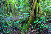 Pukatea tree (Laurelia novae-zelandiae) buttressed roots. Native vegetation along Rata track, Maungatautari Ecological Island Reserve, Waikato, North Island, New Zealand.