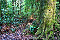 Rimu tree (Dacrydium cupressinum) base. Native vegetation along the Rimu track, Maungatautari Ecological Island Reserve, North island, New Zealand.