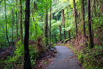 Black tree ferns (Sphaeropteris medullaris) along Rata track, Maungatautari Ecological Island Reserve, Waikato, North Island, New Zealand.