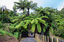 Visitor dwarfed by Tree ferns at Southern Entrance to Maungatautari Ecological Island Reserve, North Island, Waikato, New Zealand, July 2019.