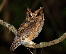 Indian Scops-owl (Otus bakkamoena), perched in tree in forest at night, Thattekad Bird Sanctuary, Kerala, India.