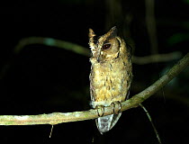 Indian Scops-owl (Otus bakkamoena), perched in tree in forest at night, Thattekad Bird Sanctuary, Kerala, India.