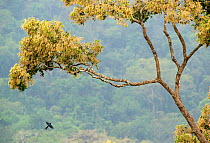 Black drongo (Dicrurus macrocercus) flying to tree, Thattekad Bird Sanctuary, Kerala, India.