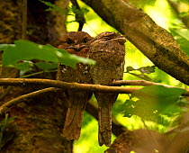 Sri Lanka frogmouth (Batrachostomus moniliger) pair perched in tree in forest, Thattekad Bird Sanctuary, Kerala, India.