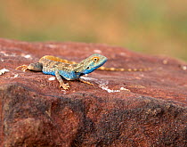 Brilliant ground agama (Trapelus agilis) male on rock, Rajasthan, India.