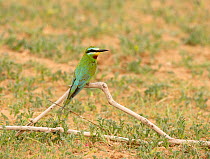 Blue-cheeked bee-eater (Merops persicus), perched on dead branch on ground, Desert National Park, Rajasthan, India.