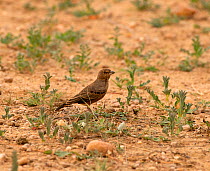 Rufous-tailed lark (Ammomanes phoenicura), on ground, Desert National Park, Rajasthan, India.