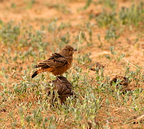 Rufous-tailed lark (Ammomanes phoenicura) perched on dung, Desert National Park, Rajasthan, India.