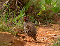 Jungle bush-quail (Perdicula asiatica) male on ground, scrub countryside, Karnataka, India.