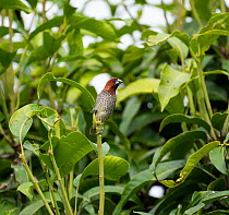 Scaly-breasted munia (Lonchura punctulata) perched in trees, rural Karnataka, India.