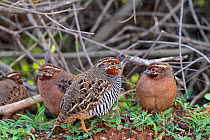 Jungle bush-quail (Perdicula asiatica), male with females, scrub countryside, Karnataka, India.