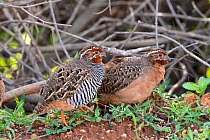 Jungle bush-quail pair (Perdicula asiatica), scrub countryside, Karnataka, India.
