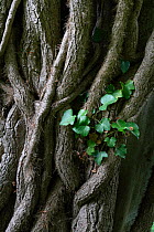 Ivy (Hedera helix) growing on tree, Saint Gobain forest, France, June 2020.