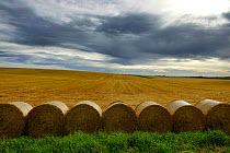 Harvested field with line of large round bales of straw, Faucouzy, Picardy, France, July 2020.