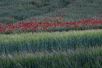 Barley field with Poppies (Papaver rhoeas), Sains Richaumont, Picardy, France, June 2020.