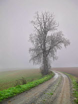 Large frost covered Elm tree (Ulmus) growing at edge of field along country lane in winter, Villers Le Sec, Picardy, France