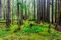 Rainforest along the Ancient Groves Trail in the Sol Duc Valley of Olympic National Park, Washington state, USA.