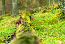 Red squirrel (Sciurus vulgaris) on mossy fallen tree, Hawes, Yorkshire, England, UK, December.