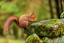 Red squirrel (Sciurus vulgaris) feeding in woodland, Hawes, Yorkshire, England, UK, December.