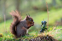 Red squirrel (Sciurus vulgaris) with wet fur, feeding, Hawes, Yorkshire, England, UK, December 2020.