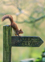 Red squirrel (Sciurus vulgaris) on public bridleway sign post, Hawes, Yorkshire, England, UK, December.