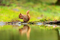 Red squirrel (Sciurus vulgaris) at waters edge, Hawes, Yorkshire, England, UK, December.