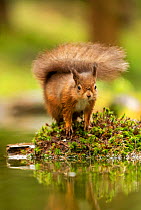 Red squirrel (Sciurus vulgaris) on little island in pond, Hawes, Yorkshire, England, UK, December.