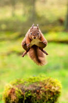Red squirrel (Sciurus vulgaris) leaping, Hawes, Yorkshire, England, UK, December.