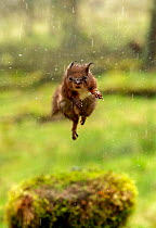 Red squirrel (Sciurus vulgaris) leaping, Hawes, Yorkshire, England, UK, December.