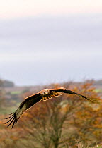 Red kite (Milvus milvus) Marlborough Downs, Wiltshire, England, UK.